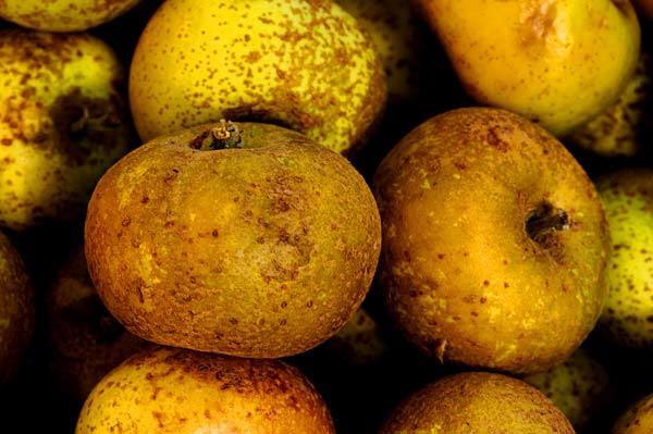 Ashmead's Kernel apples