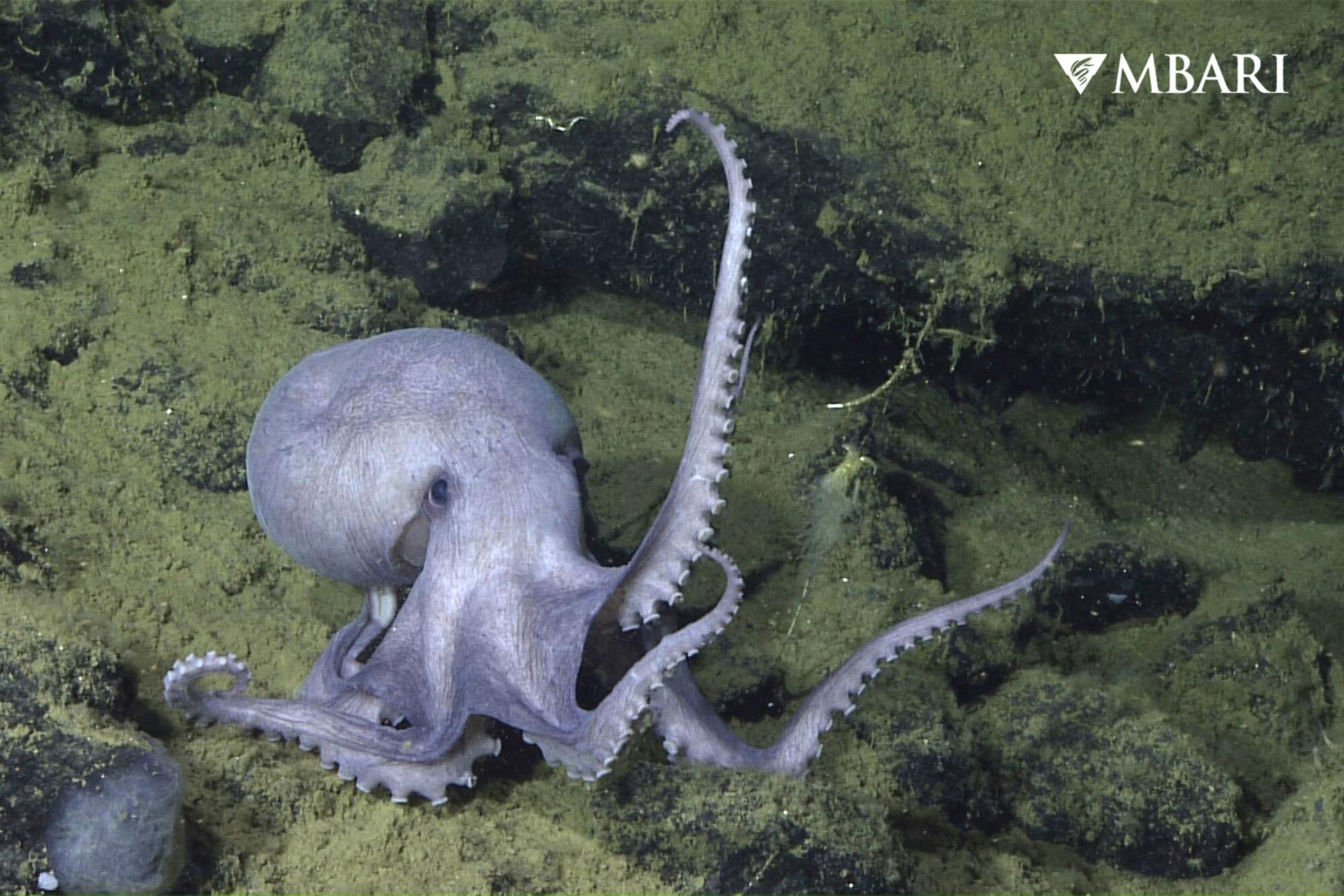 This 2019 image from video provided by MBARI shows a male pearl octopus (Muusoctopus robustus).