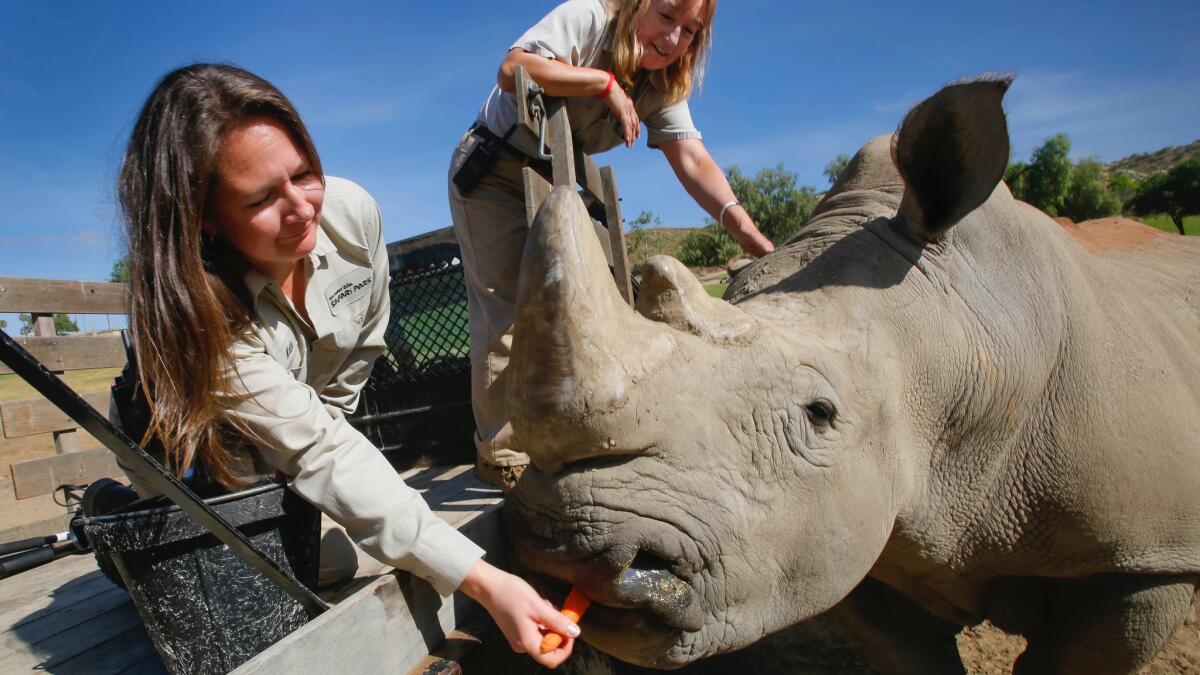 In May of 2017, Katie Garagarza, left, a senior zookeeper at the San Diego Zoo Safari Park, and her mom, Jane Kennedy, right, a lead zookeeper at the park, fed "Chuck," 48-years-old at the time.