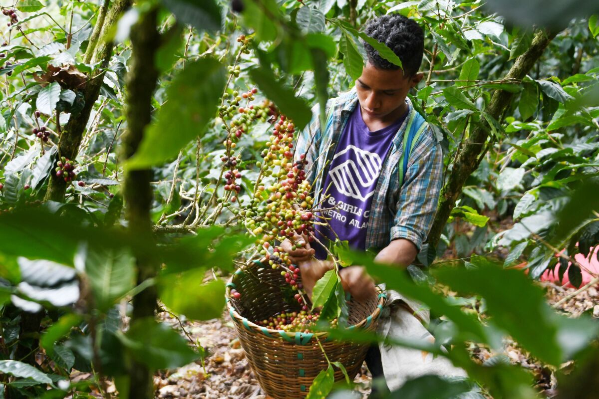 A worker harvests coffee beans in Honduras near its border with Nicaragua.