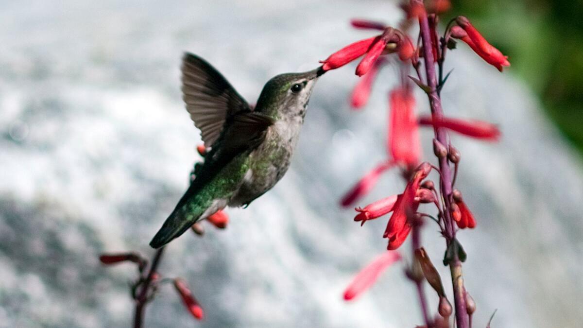 A hummingbird enjoys the bright red tubular flowers of a scarlet bugler plant at the Wildlands Conservancy Oak Glen Preserve. New research reveals how hummingbirds are able to keep track of the world when they fly at high speed.