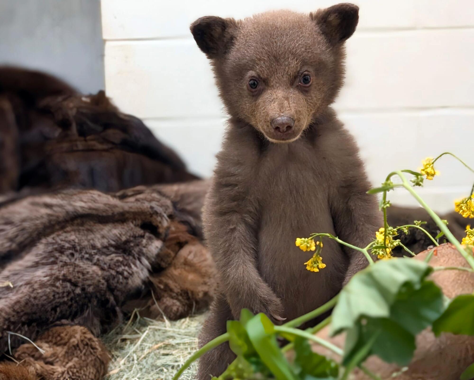 A bear cub.