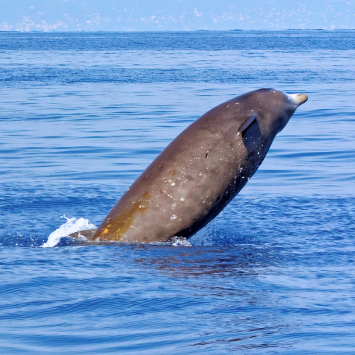 A breaching whale