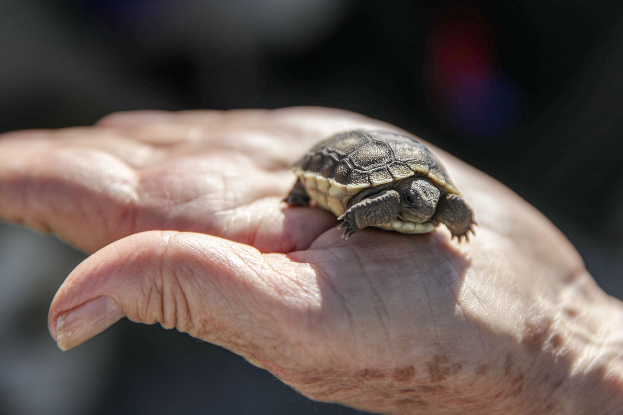 A desert tortoise hatchling rests in the palm of a hand.