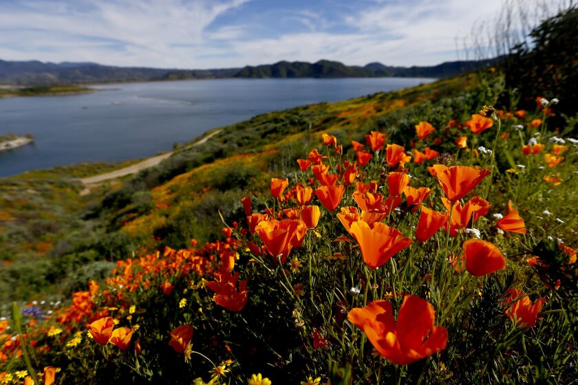 HEMET, CALIF. - MAR. 15, 2019. Caliofornia poppies bloom on the banks of Diamond Valley Lake in Hemet on Friday, Mar. 15, 2019. (Luis Sinco/Los Angeles Times)