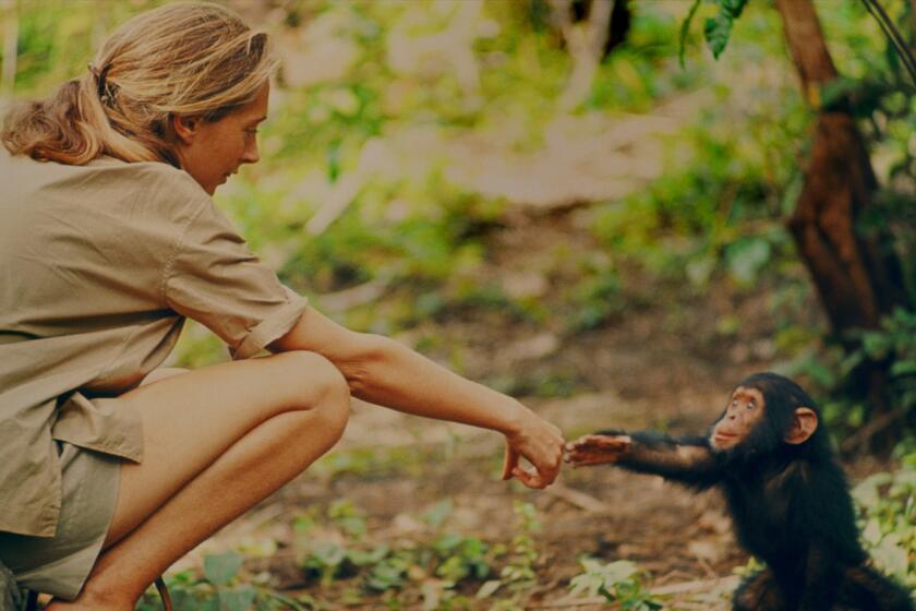 Gombe, Tanzania - Jane Goodall and infant chimpanzee Flint reach out to touch each other's hands. Flint was the first infant born at Gombe after Jane arrived. With him she had a great opportunity to study chimp development-and to have physical contact, which is no longer deemed appropriate with chimps in the wild. The feature documentary "Jane" will be released in select theaters Oct. 2017. (National Geographic Creative/ Hugo van Lawick)