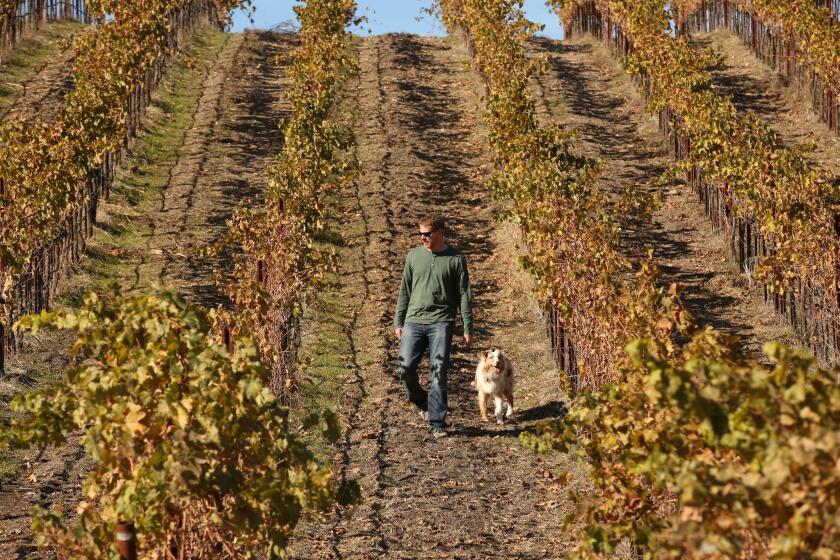 Jason Haas, partner and general manager of Tablas Creek Vineyard planted in 1992, walks through the limestone-rich 120-acre organic estate vineyard in the hills north and west of Paso Robles. The vineyard has taken several measures meant to capture predicted rain from El Niño.