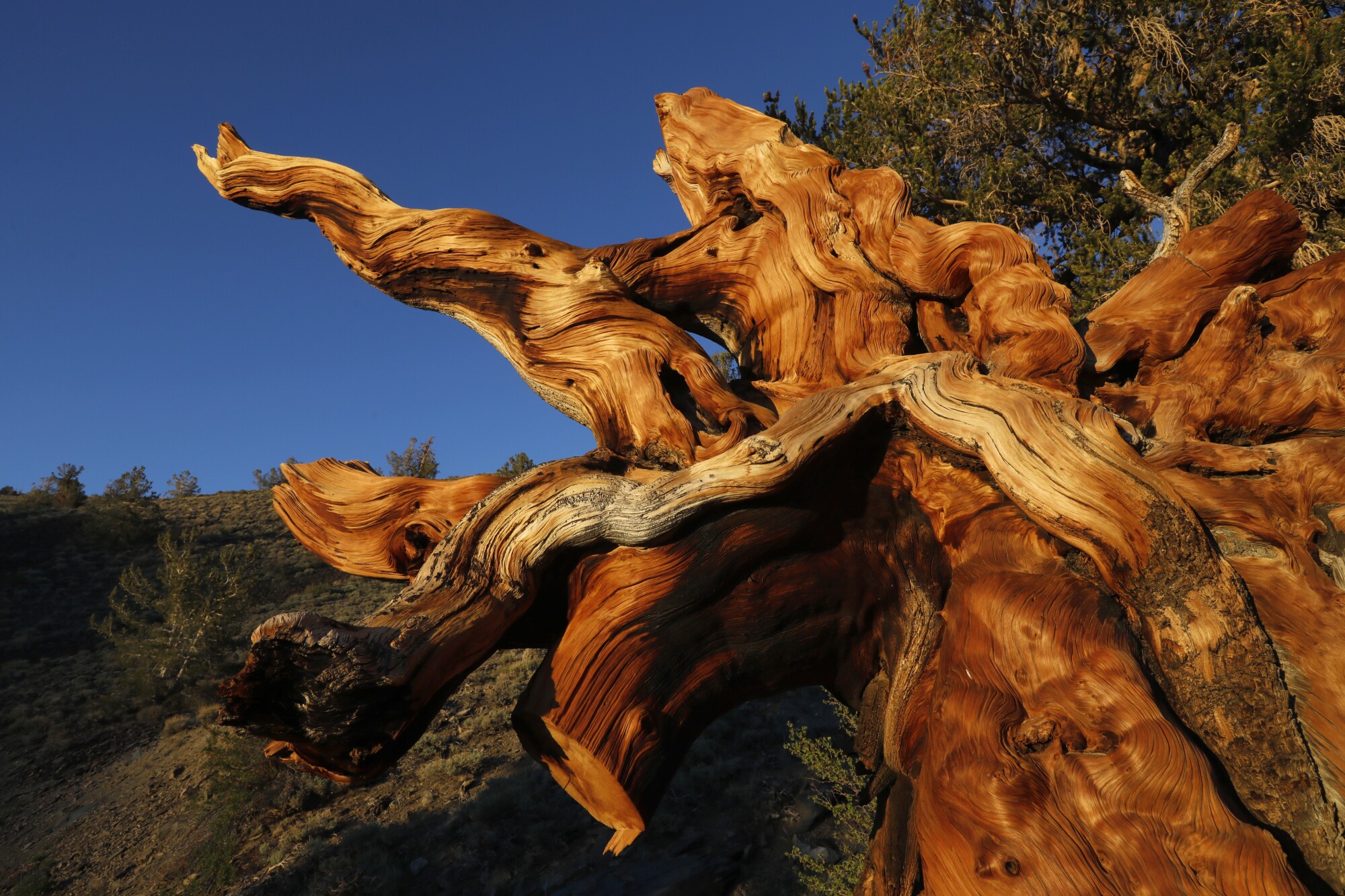 A bristlecone pine tree.