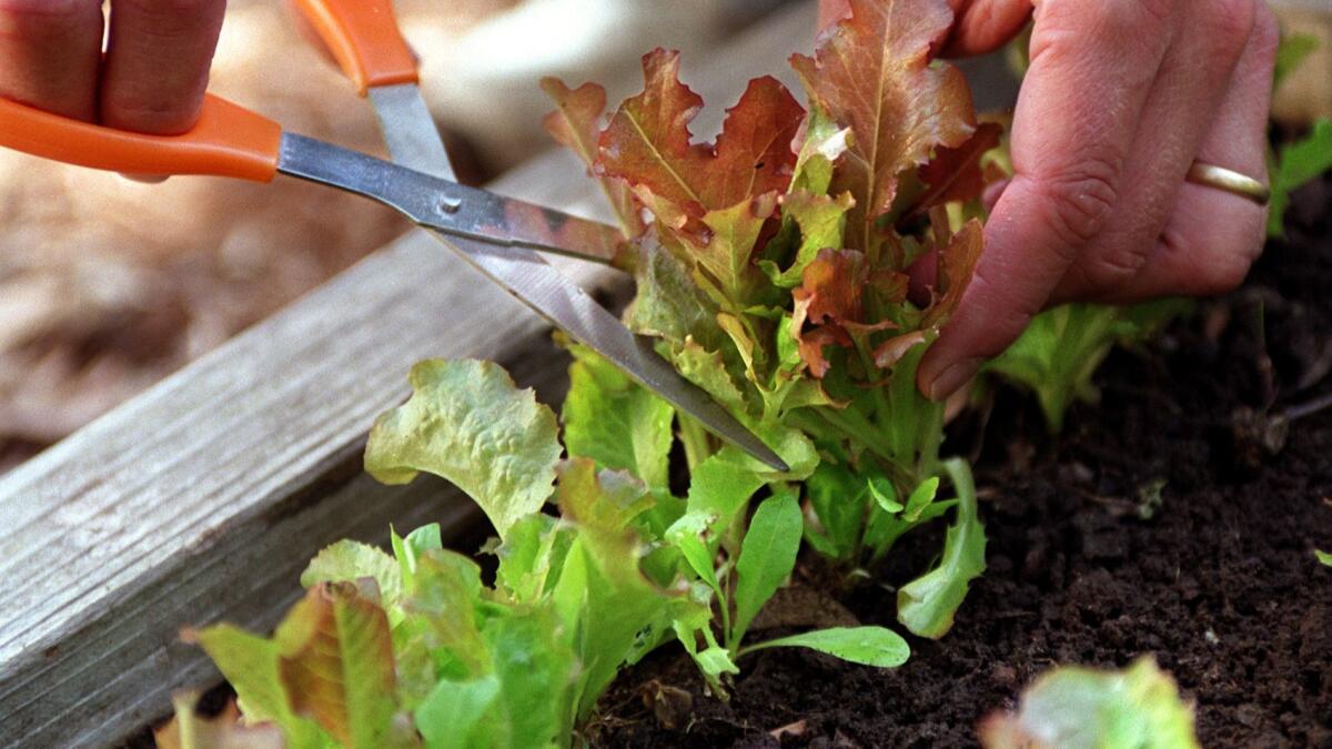 Trim mesclun lettuces when they're young and tender for a continuing supply of tasty greens.