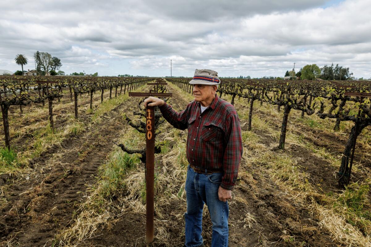 A man stands in a vineyard