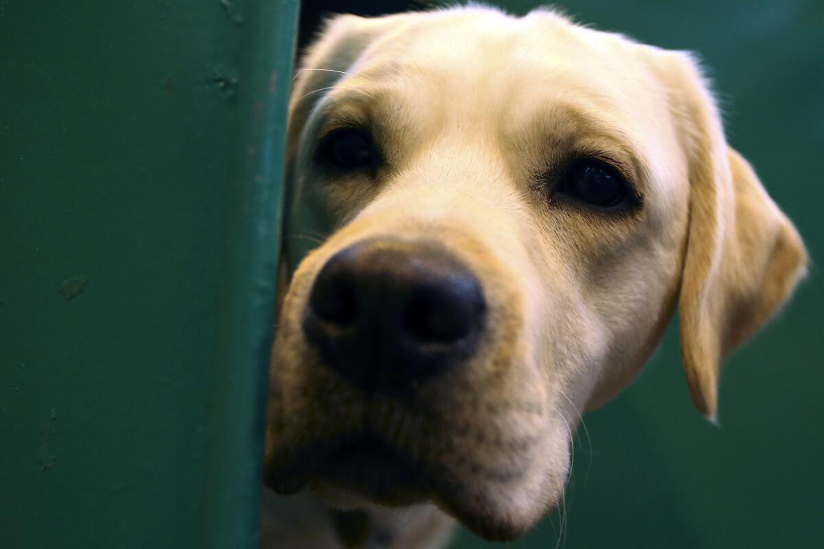 This Labrador retriever took part in the Crufts dog show in Birmingham, England, in March. In years past, a new study estimates, nearly two-thirds of labs competing in the competition were overweight.