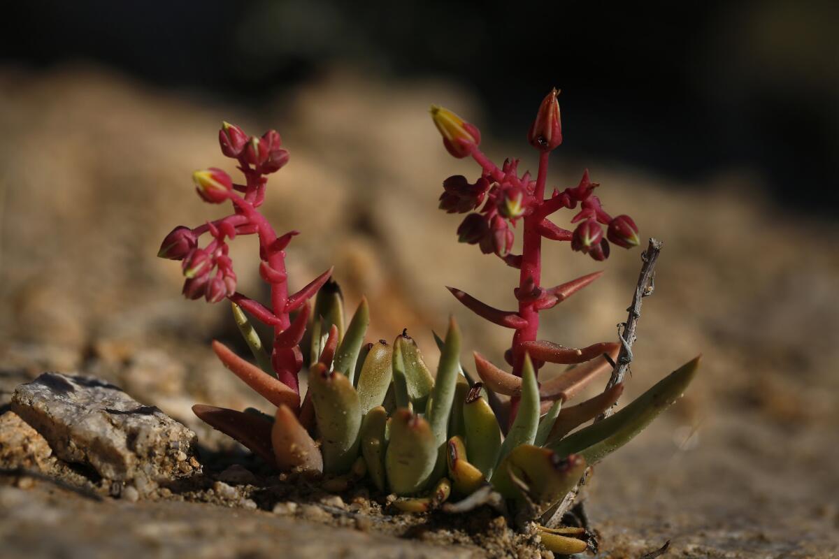 Panamint dudleya, also called live-forever, is a perennial succulent that can be found in Joshua Tree National Park.