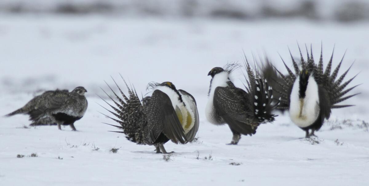 Male sage grouse perform their mating ritual for a female grouse near Walden, Colo.