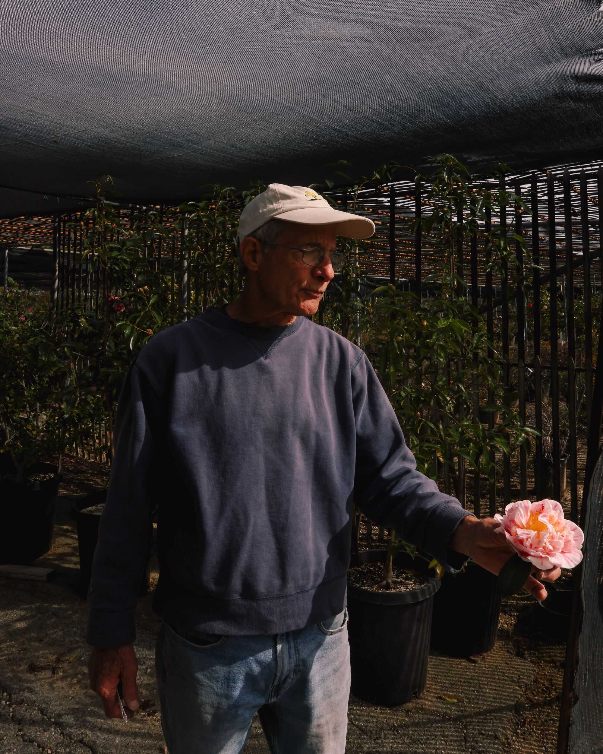 Jim Nuccio holds a Ferris Wheel camellia.