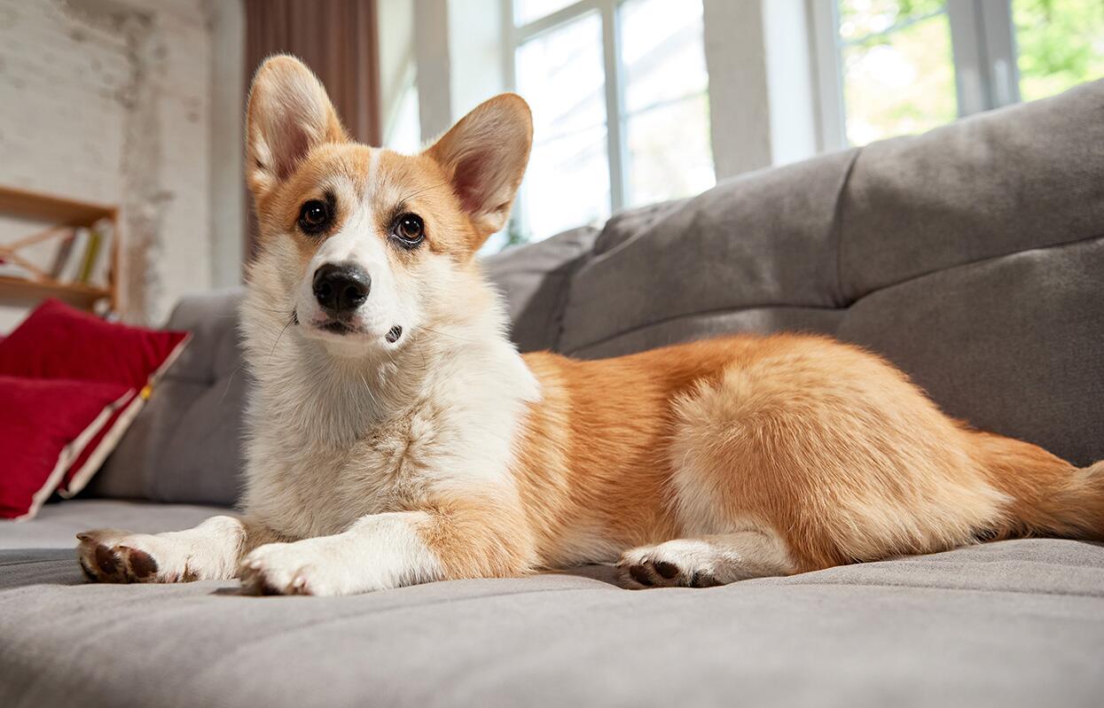 Which Hypoallergenic Dog Breeds are Best for Apartment Living: Top Picks