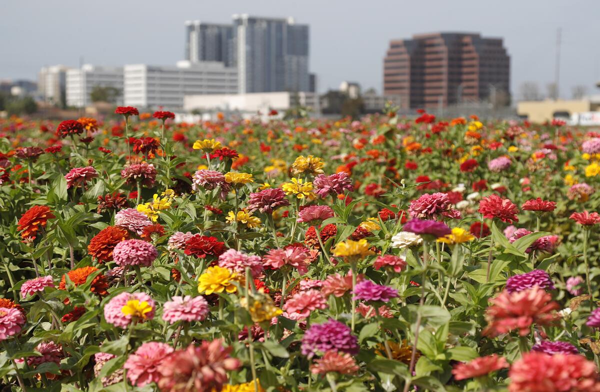 A variety of colorful zinnias grows adjacent to the crowded 55 freeway offramp on the Sakioka family fields in Costa Mesa. 