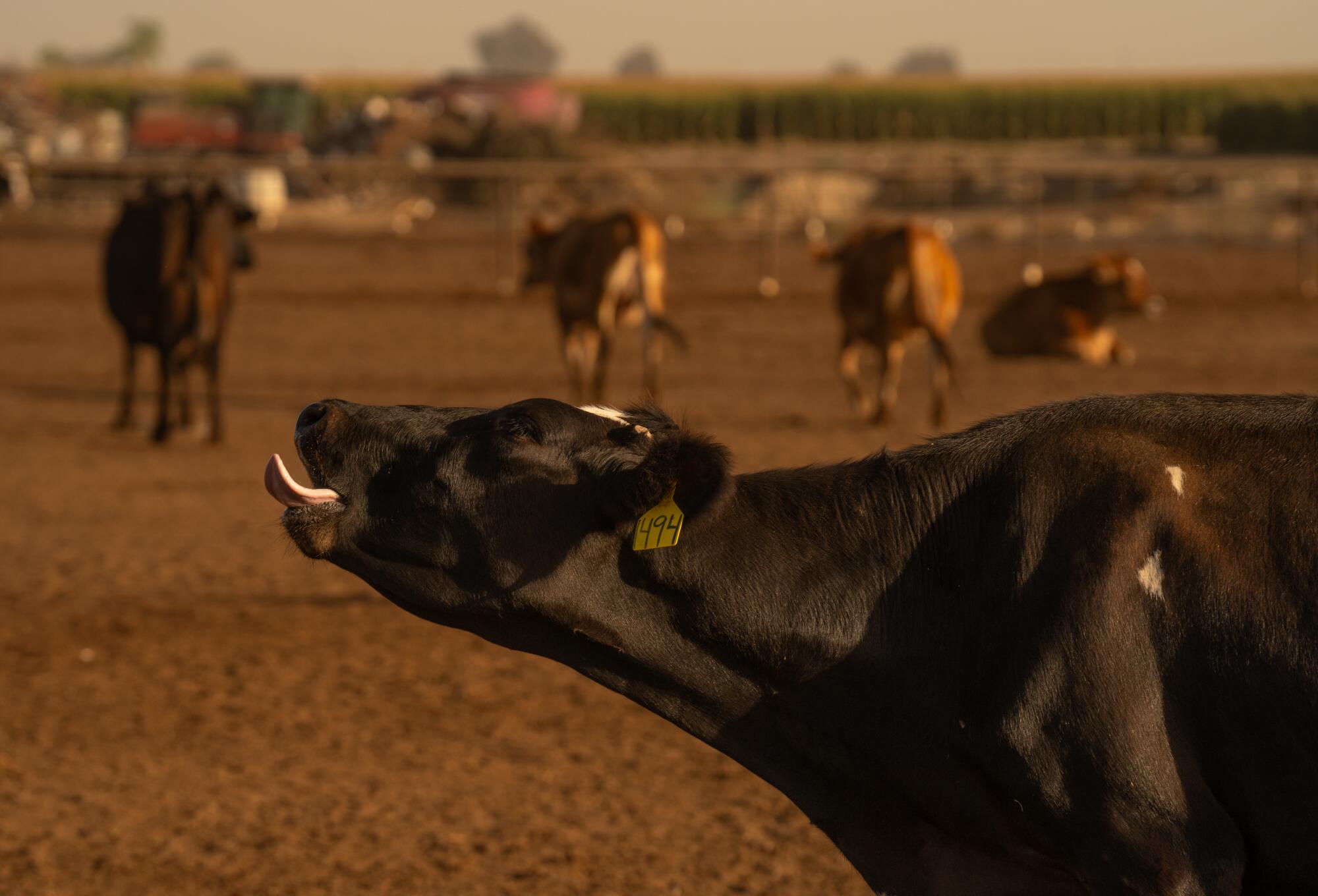 A cow sticks out its tongue at a dairy farm.