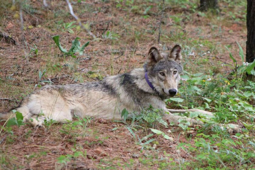 FILE - This February 2021 file photo released by California Department of Fish and Wildlife, shows a gray wolf (OR-93), near Yosemite, Calif., shared by the state's Department of Fish and Wildlife. The endangered gray wolf that traveled at least 1,000 miles from Oregon to California's Central Coast before his tracking collar stopped giving signals in the spring may still be alive and roaming in Ventura County. The California Department of Fish and Wildlife said Friday, Oct. 1, that it received three reports last month matching the description of OR-93 in the northern part of the county, and officials were able to confirm wolf tracks in the vicinity.(California Department of Fish and Wildlife via AP, File)