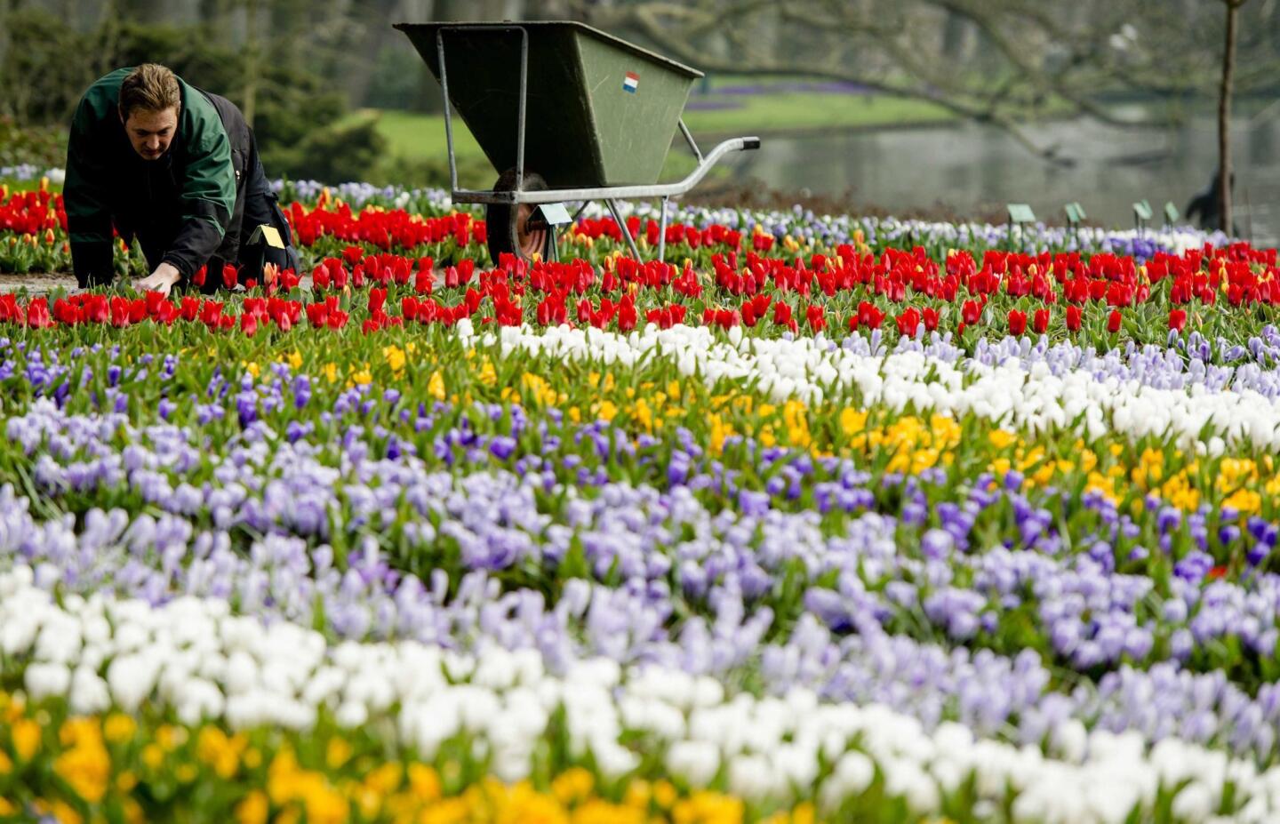 A gardener adds finishing touches to a field of tulips in Keukenhof in Lisse, Netherlands, on Tuesday. About 800,000 people are expected at the garden this spring.