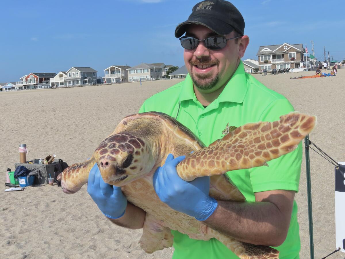 Bill Deerr, a leader of Sea Turtle Recovery, holds Titan, a rehabilitated turtle before releasing it back into the ocean in Point Pleasant Beach, N.J. on Aug. 2, 2022. Titan survived being gashed by a boat propeller, having part of a flipper bitten off by a shark, and was being attacked by a different shark when two fishermen intervened and saved him. (AP Photo/Wayne Parry)