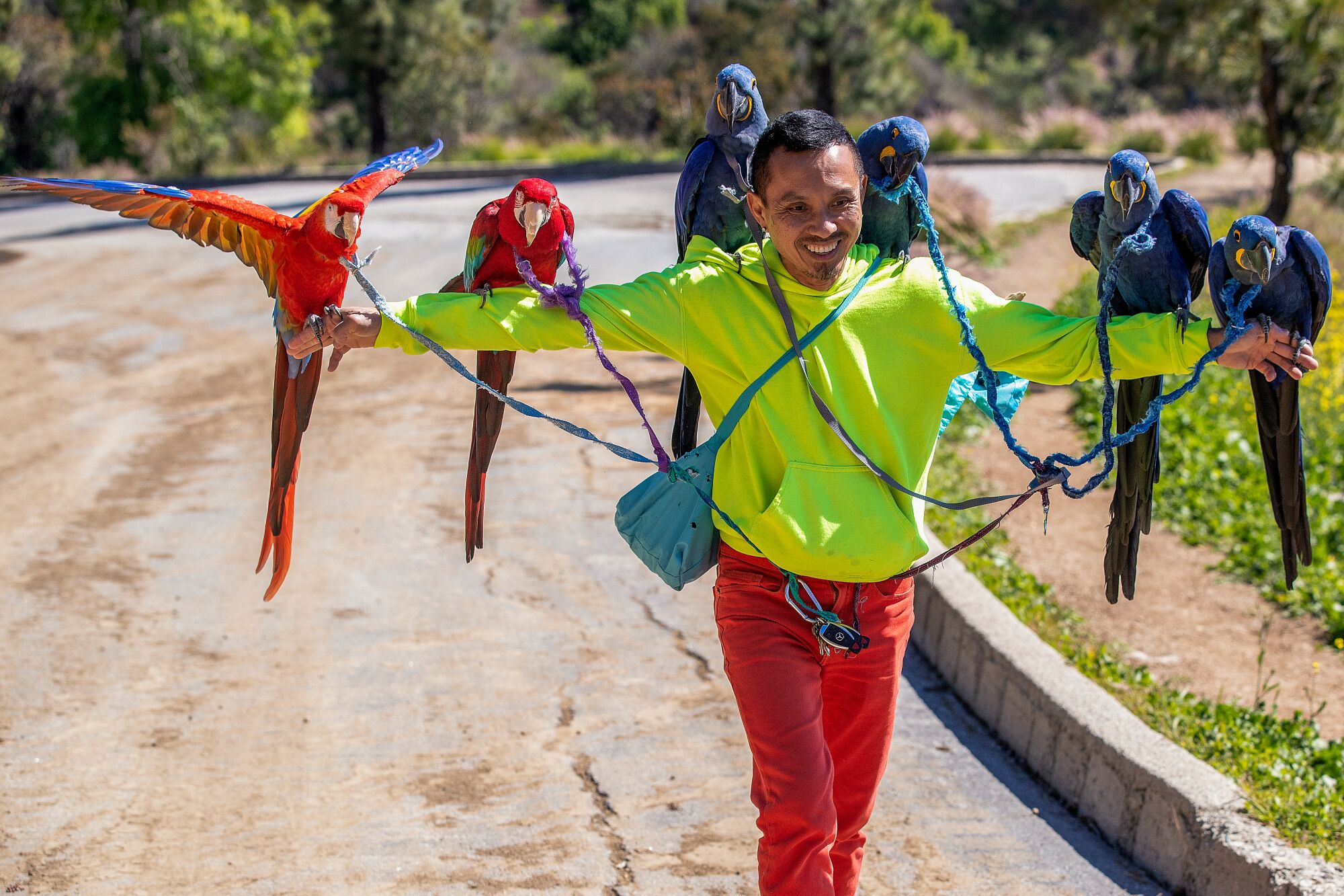 A man in colorful clothes walks on a dirt trail, his arms extended, with six macaws sitting on his arms and shoulders