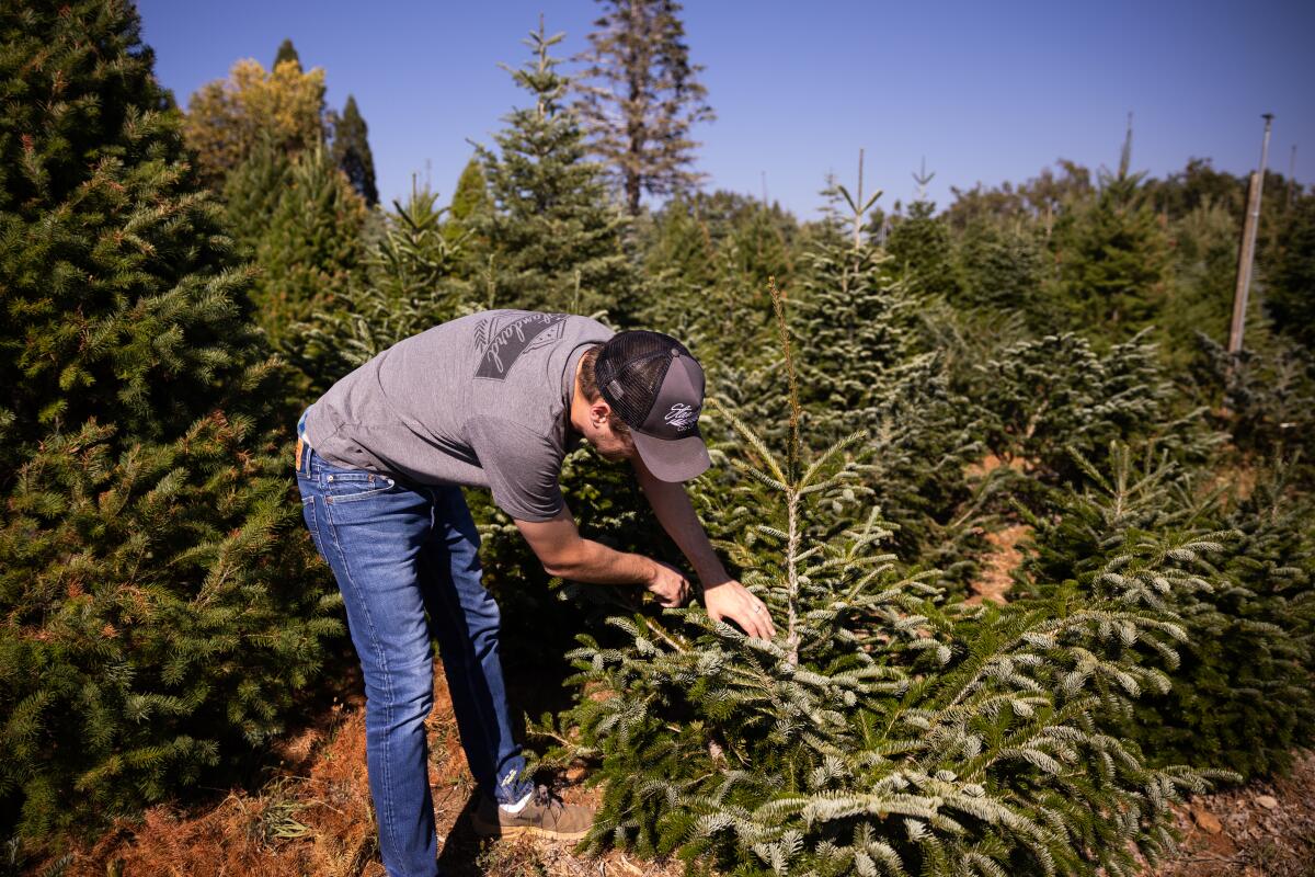 Third-generation tree farmer Eli McGee at McGee Christmas Tree Farm in Placerville.