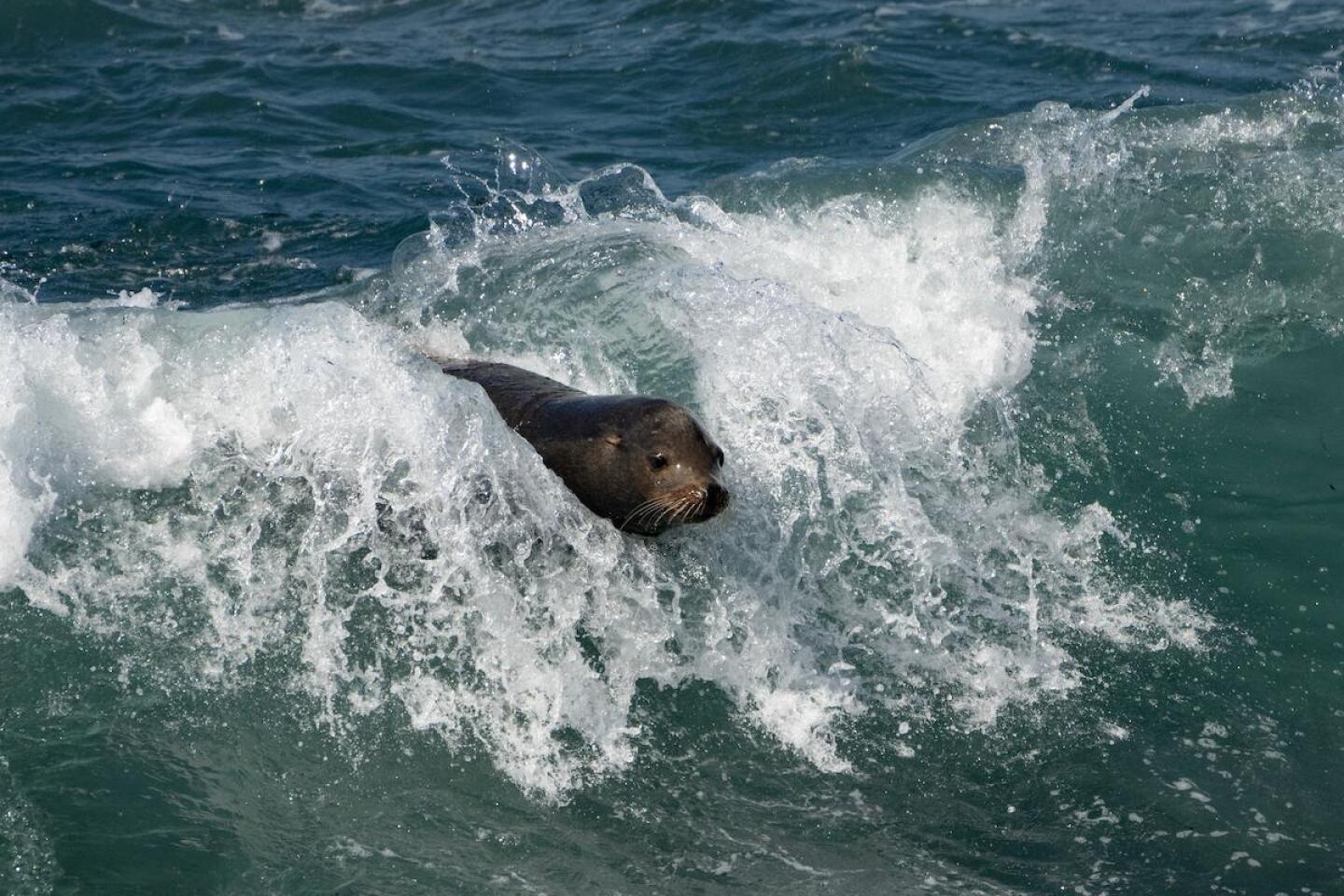 Penny Wilkes sea lion surfs.jpeg