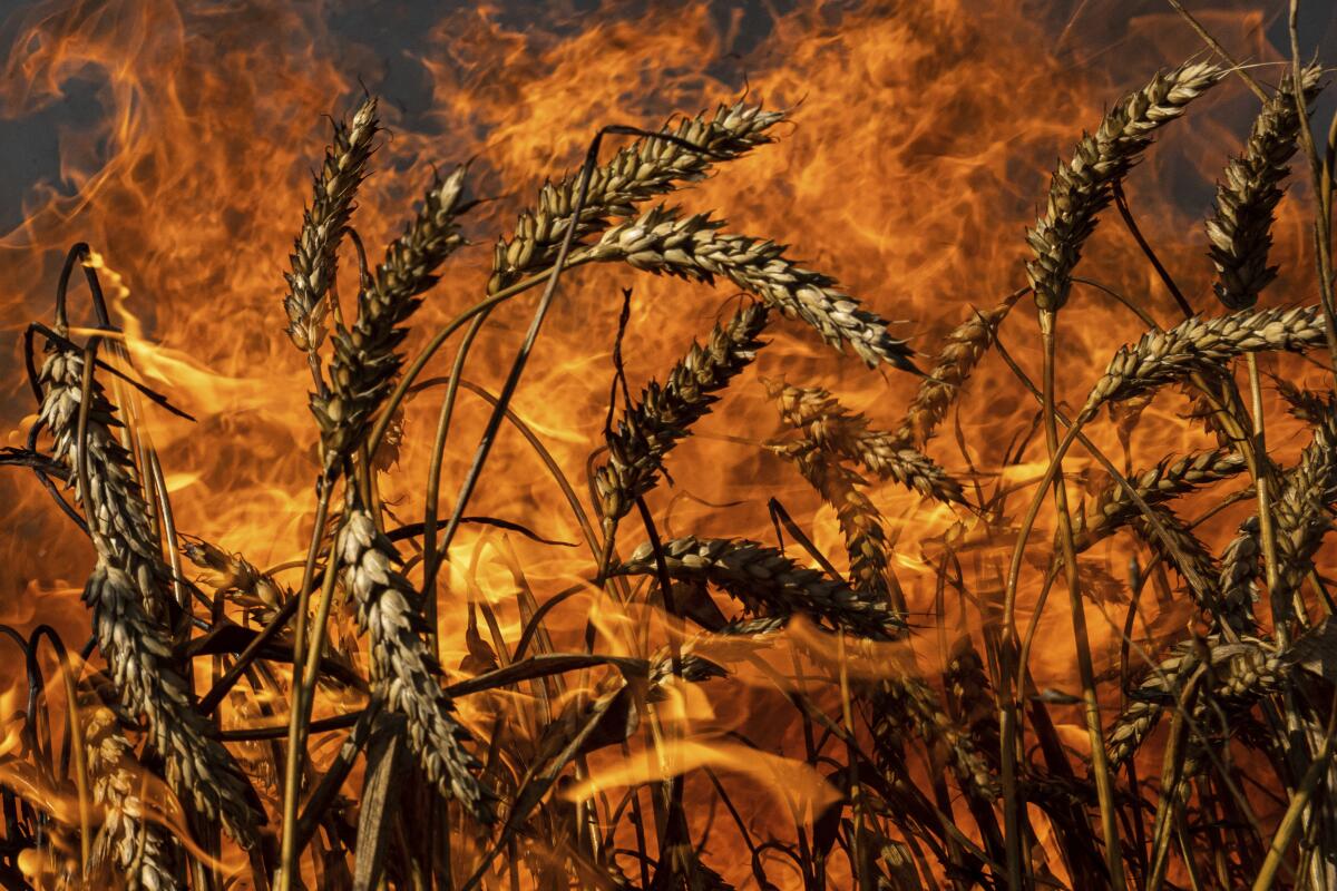 A wheat field burns after Russian shelling a few kilometers from the Ukrainian-Russian border in the Kharkiv region, Ukraine, Friday, July 29, 2022. (AP Photo/Evgeniy Maloletka)