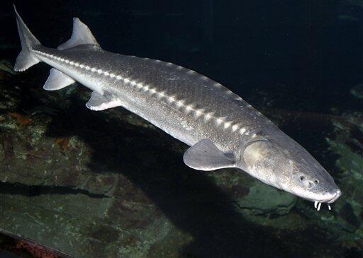 N. America's biggest fish slips toward extinction - The San Diego  Union-Tribune