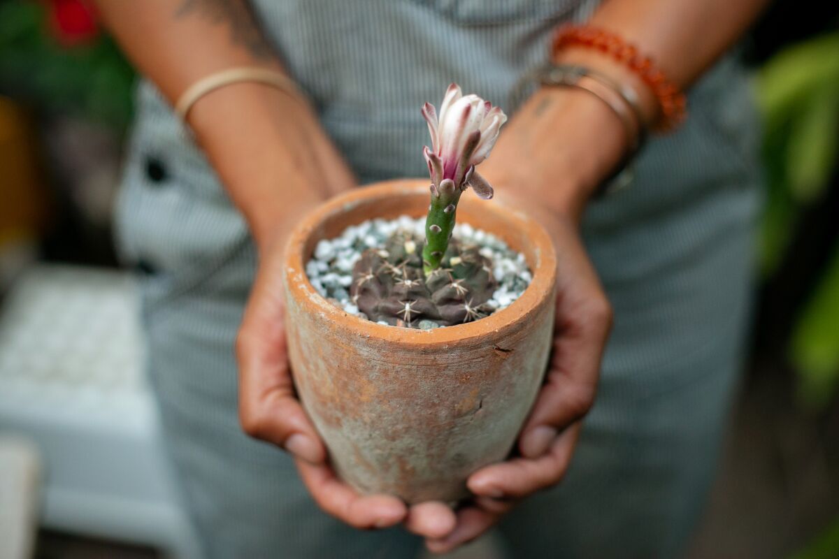A small potted plant in a woman's palms