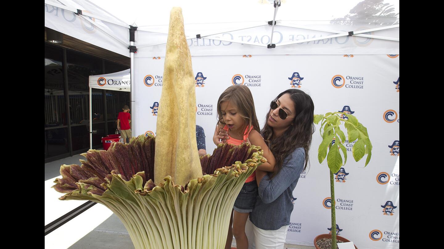 Andrea Rangno lifts daughter Eva, 7, to get a whiff of the pungent corpse flower on display courtesy of the Orange Coast College horticulture department on Thursday.