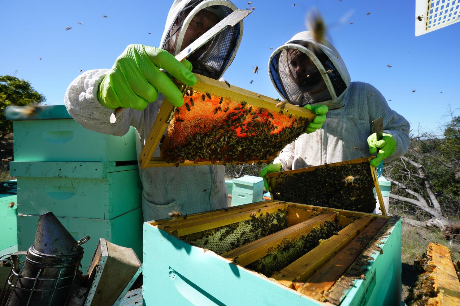 Defensora de las abejas' retira colmenas de forma ecológica en EEUU