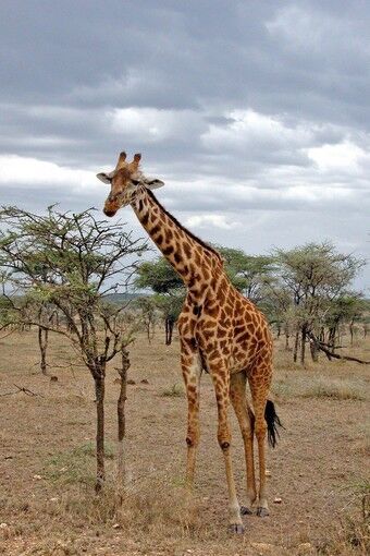 Tall in Tanzania