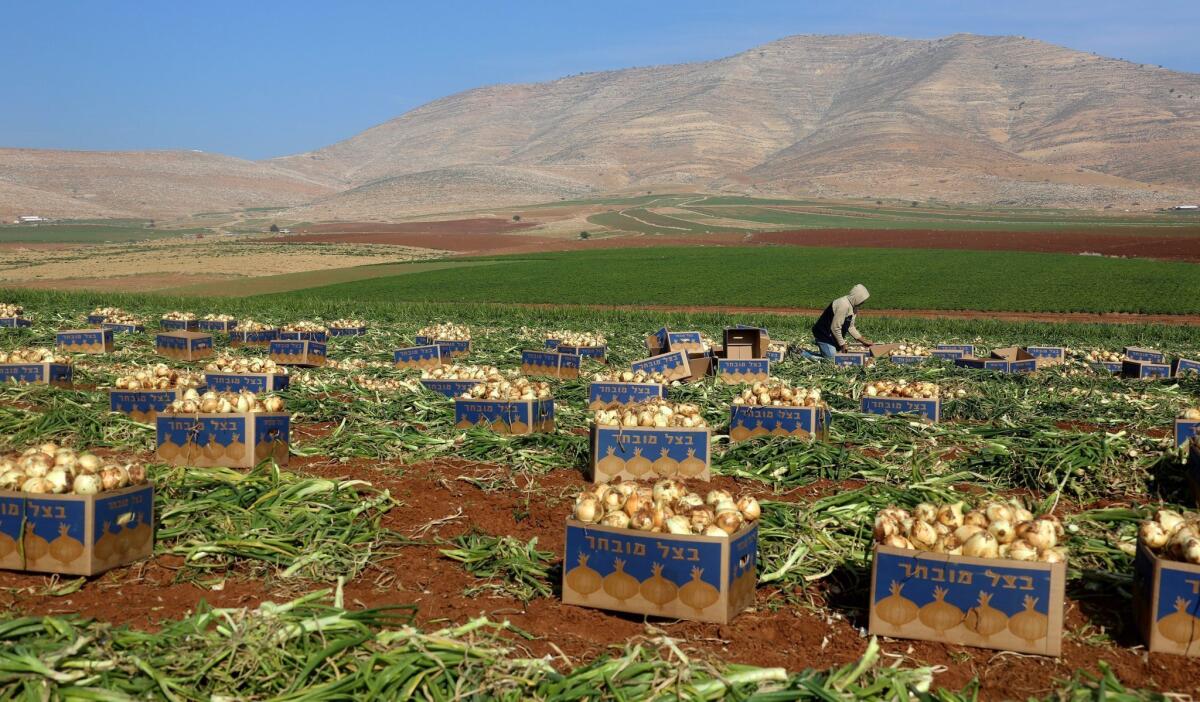 Palestinian workers harvest onions on the outskirts of Tubas in the West Bank. Agriculture is vital to the economy of the West Bank and Gaza, with farmers typically distributing fruits and vegetables through low-cost daily markets.