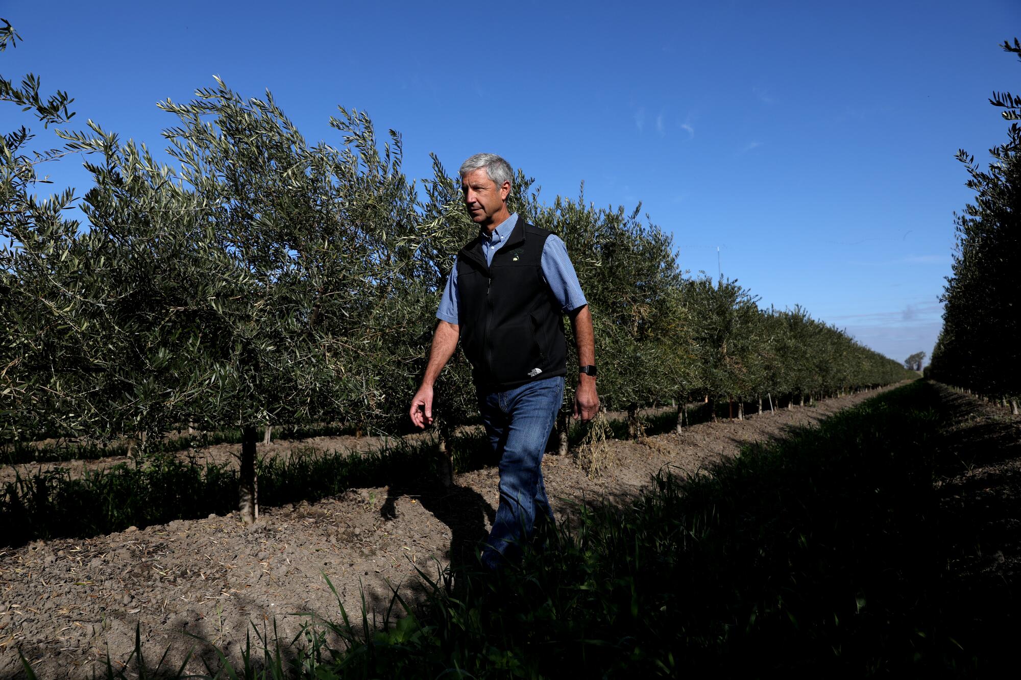 Frank Olagary walks through an olive grove in Thornton. 