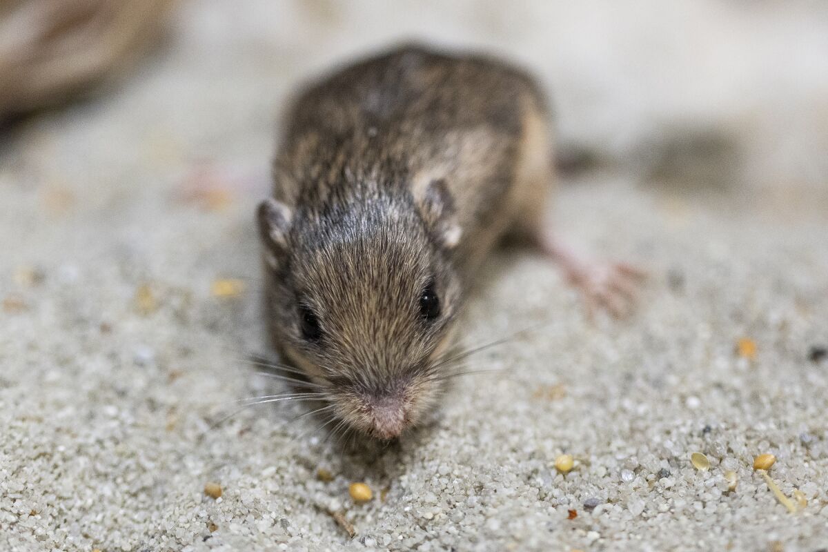 Close-up of a Pacific pocket mouse