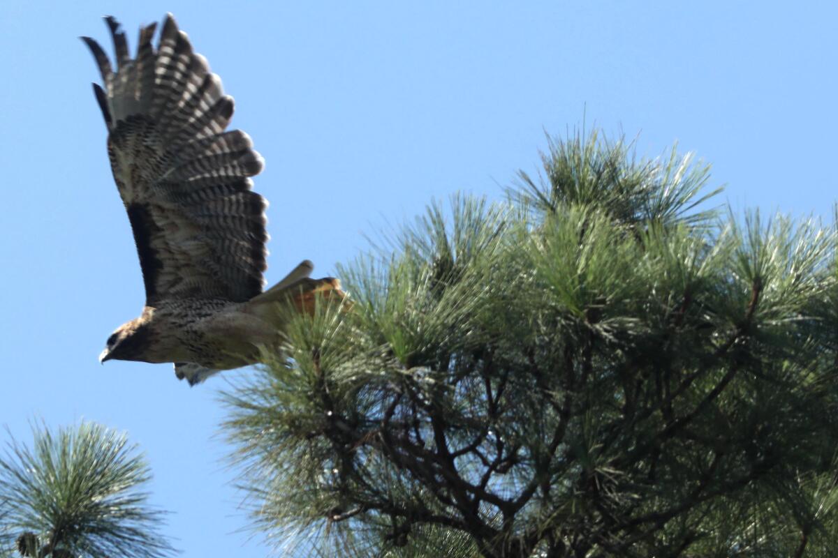 A red-tailed hawk flies from a tree.