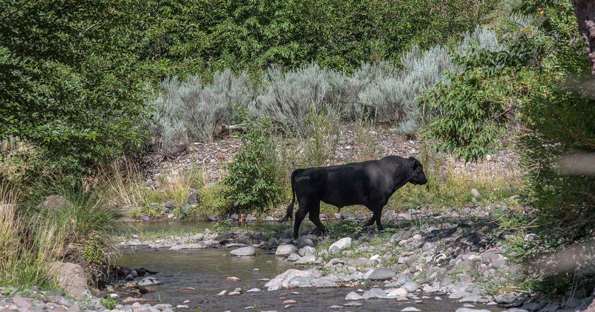 Feral cattle roam New Mexico wilderness. Federal agents plan to hunt them from the sky