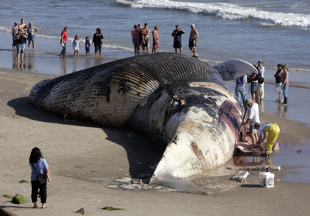 A 70-foot long dead blue whale washed up on the beach at Hobson County Park north of Ventura in September 2007. Onlookers watched as the bloated carcass swayed with the pounding surf.