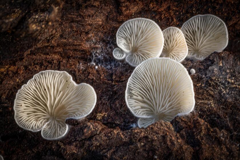 Split-gill mushrooms.