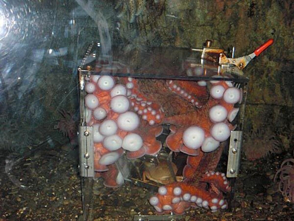In this photo provided by the New England Aquarium, Truman the octopus is seen squeezed inside an acrylic cube at the New England Aquarium in Boston, Thursday, March 5, 2009. Truman squeezed his flexible frame into the acrylic box while trying to snag a tasty lunch of crabs. He spent about 30 minutes in the box before slithering out, delighting staff and guests who witnessed the spectacle.