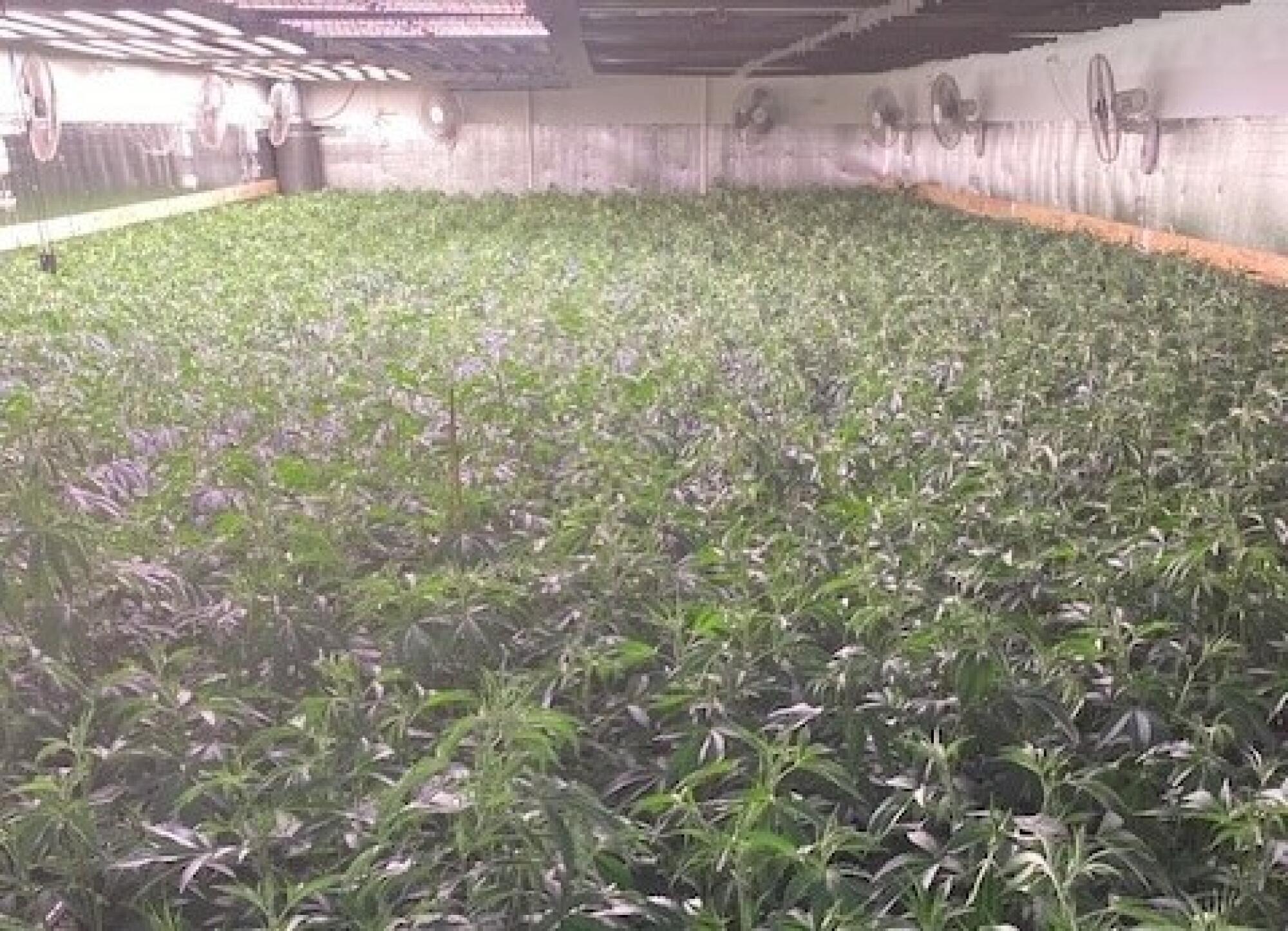 Inside an illegal Oakland cannabis warehouse.