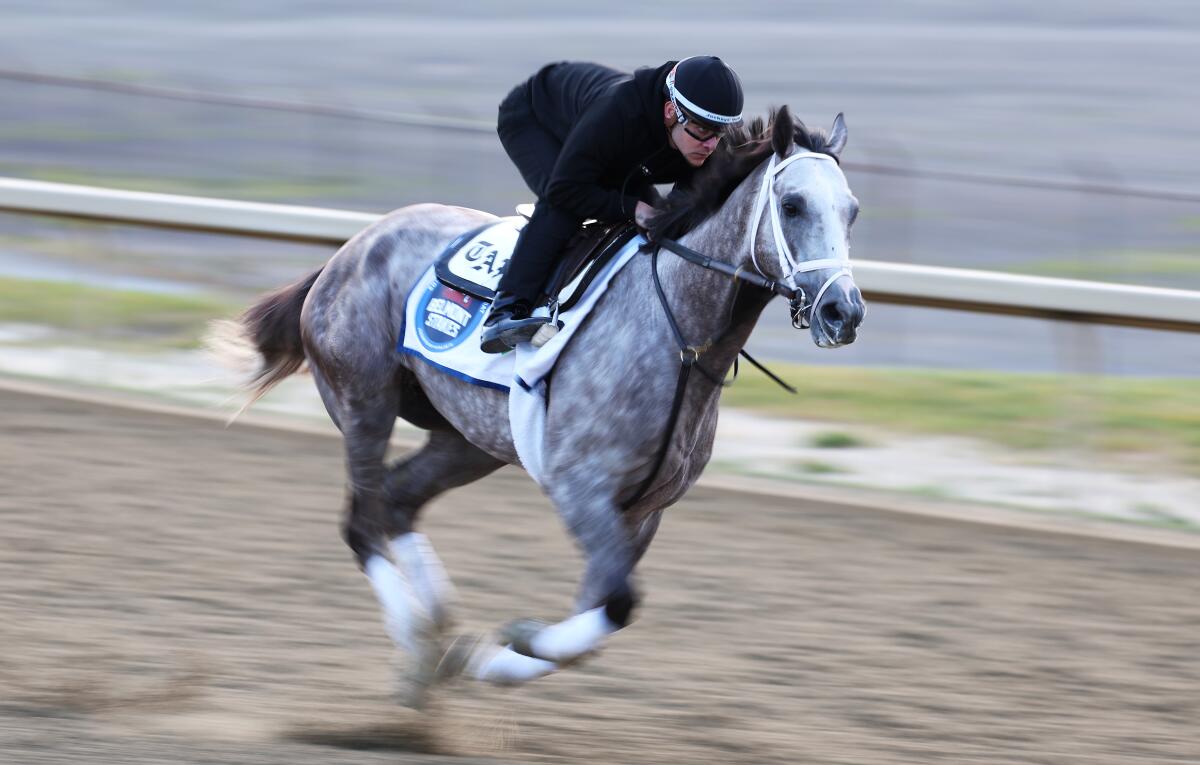 Belmont Stakes entrant Tapit Trice trains on the track at Belmont Park.