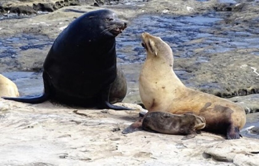Sea lion bulls have black fur, females tan. Newborn pups are dark brown.