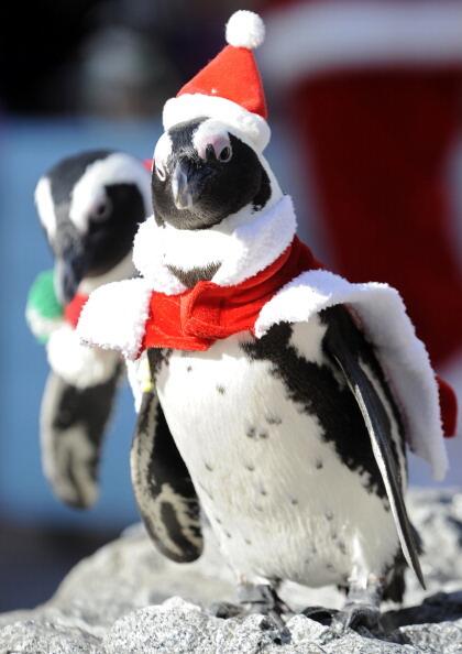 Penguin wearing a Christmas costume