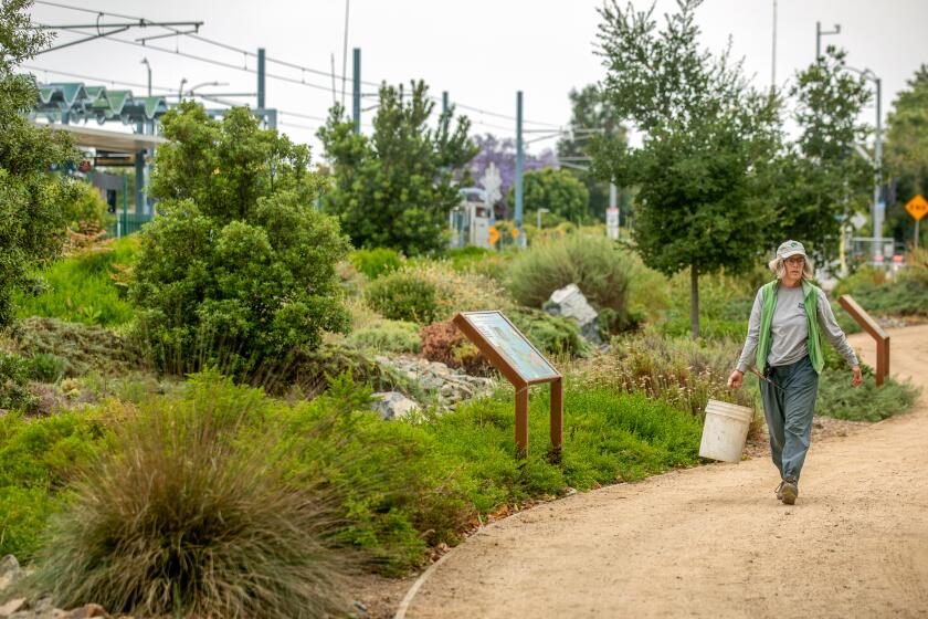 LOS ANGELES, CA-JUNE 14, 2023: Annette Mercer, President of the Westwood Neighborhood Greenway, walks along a pathway located in the north Westwood Greenway, a little stretch of nature that stretches between Overland Ave. and Westwood Blvd. in Los Angeles, along the Exposition rail line. (Mel Melcon / Los Angeles Times)