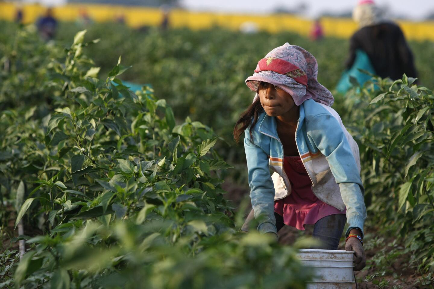 Alejandrina Castillo, 12, picks chile peppers near Teacapan, Sinaloa. She is among an estimated 100,000 children across Mexico who toil in the fields. Many work for farms that export produce to the U.S.