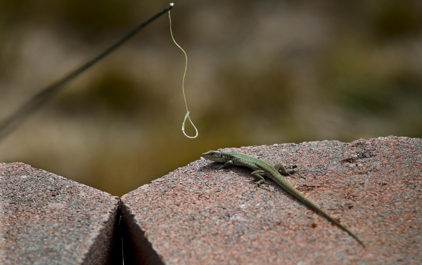 On the trail of San Pedro lizards