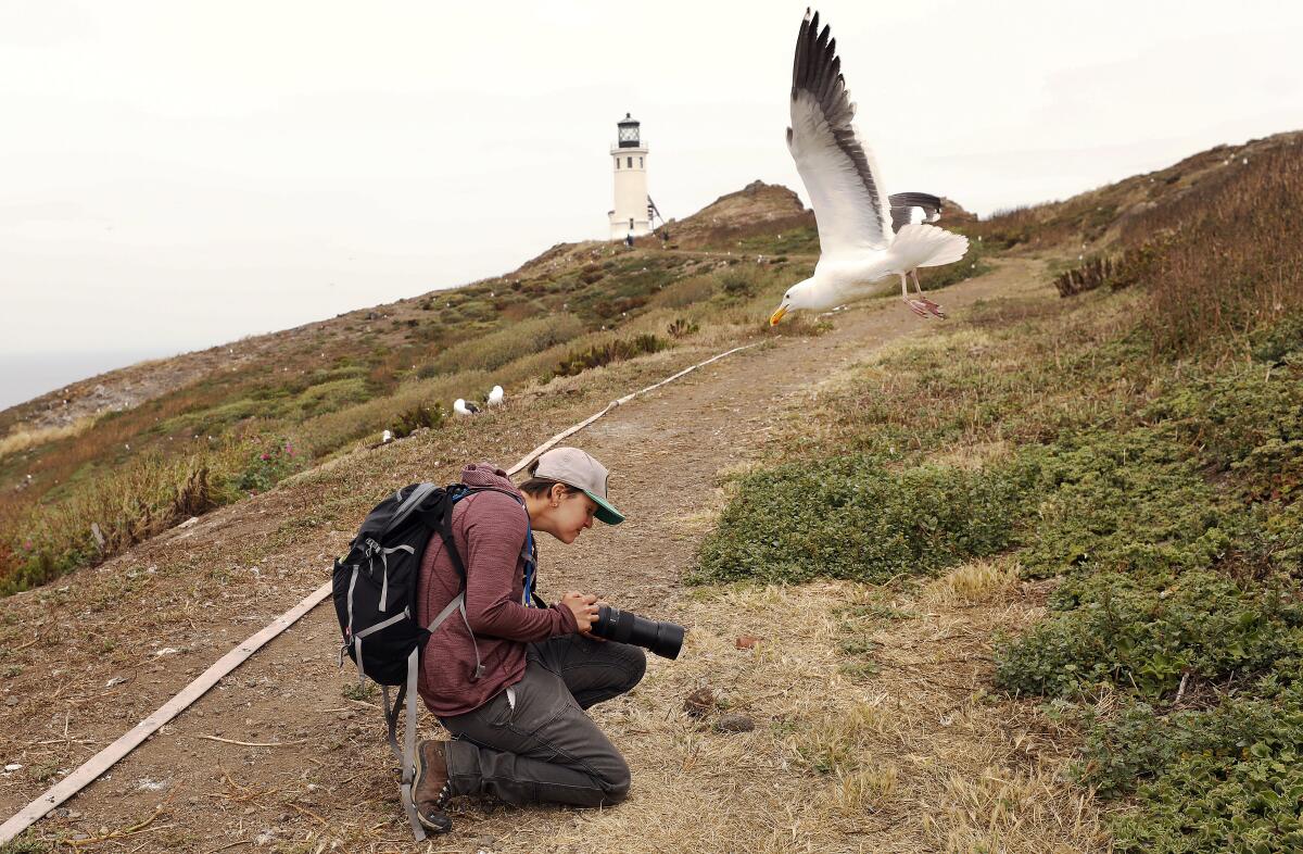 Anacapa Island