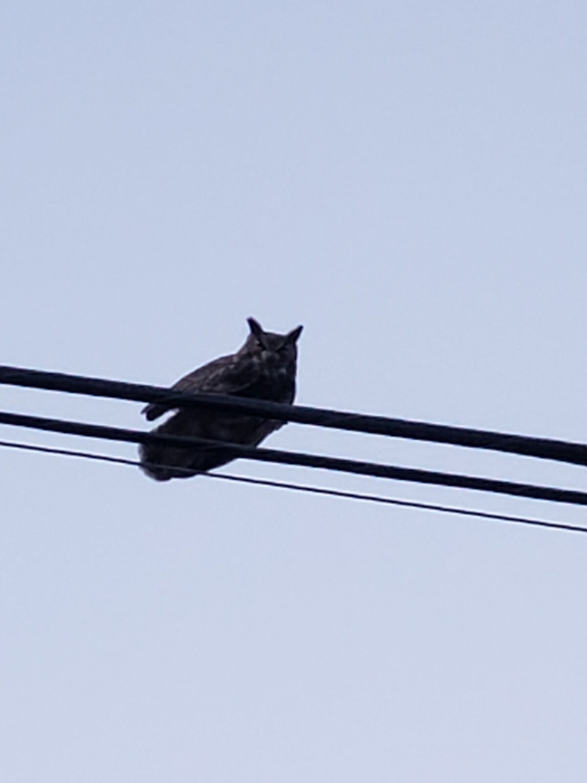 The great horned owl was discovered stuck on utility lines in Ramona and spent part of its time upside down. 
